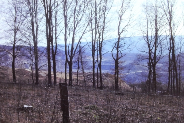 Wald am Steinbruch