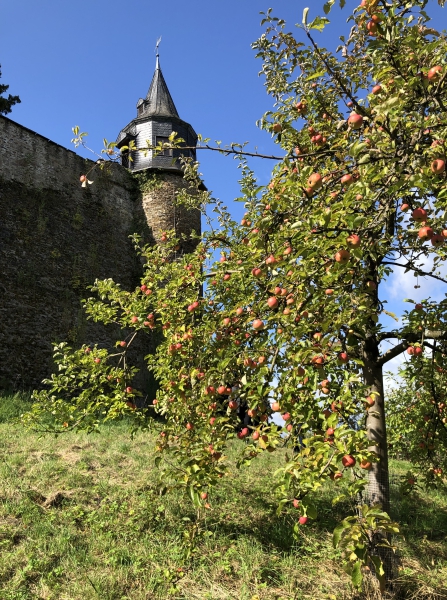Streuobstwiese