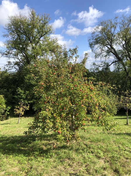 Streuobstwiese