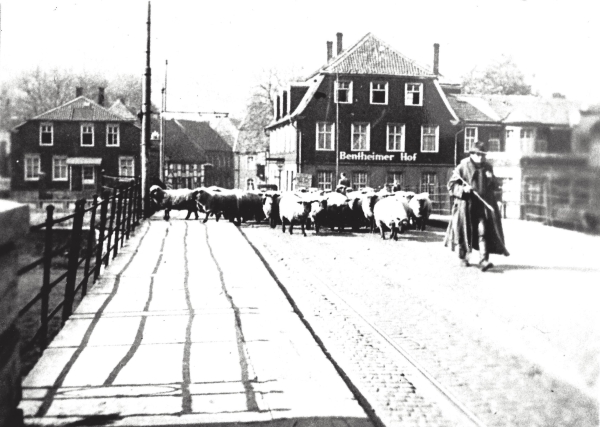 Schafherde auf der Stennertbrücke