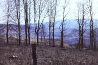 Wald am Steinbruch