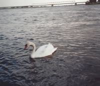 Fahrt nach Lauenburg 1983