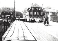 Schafherde auf der Stennertbrücke